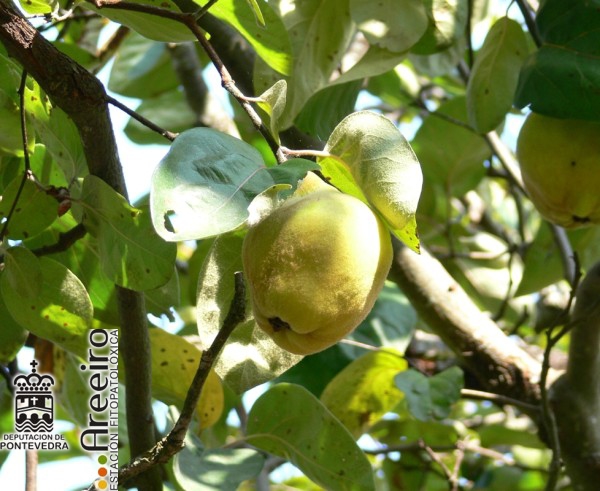 Membrillo - Quince Tree - Marmeleiro (Cydonia oblonga) >> Membrillo (Cydonia oblonga) - Fruto en el arbol.jpg